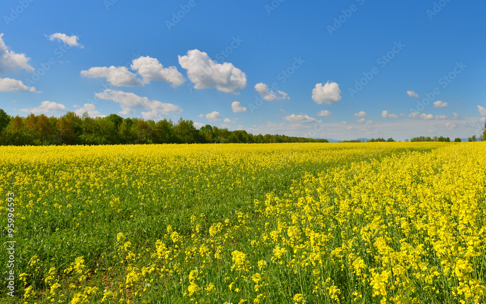 Field of rape in spring countryside