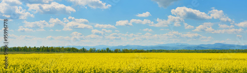 Field of rape in spring countryside