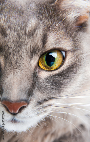 Closeup of gray cat with yellow eye