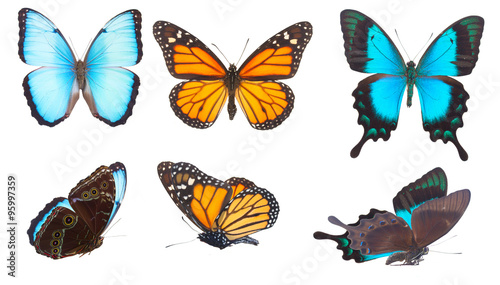 Blue morpho monarch and Sea Green Swallowtail butterflies 