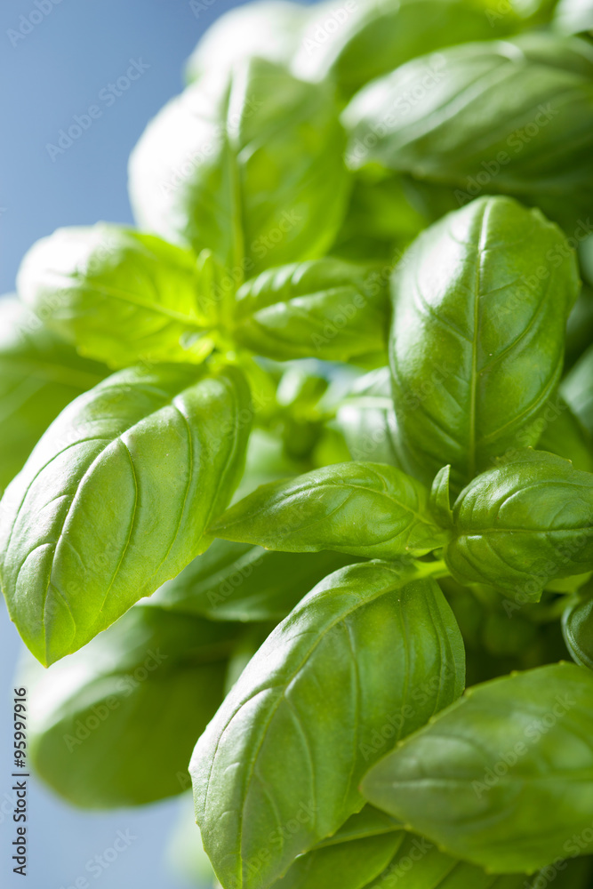 fresh basil leaves herb background fresh basil leaves herb background