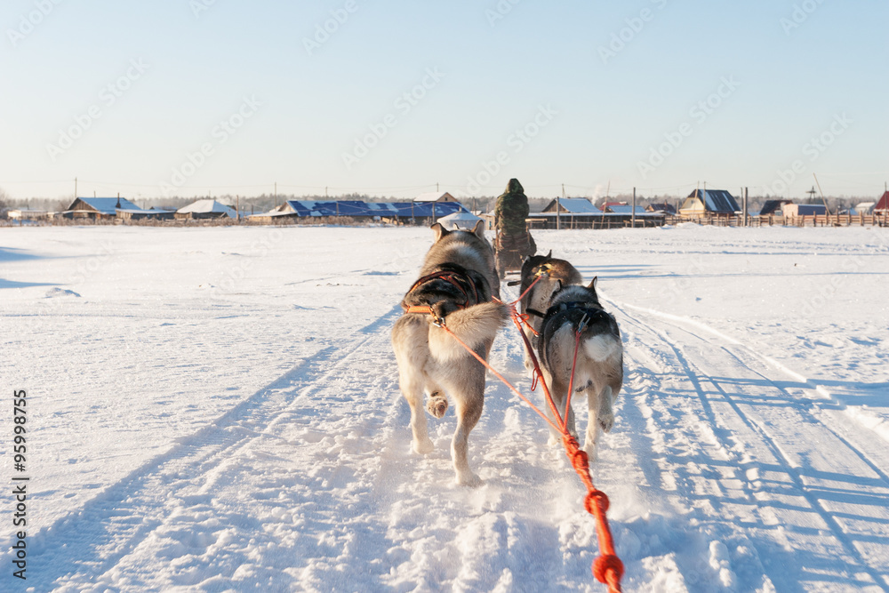 Naklejka premium Husky sledge ride at sunset in winter landscape. Motion blur