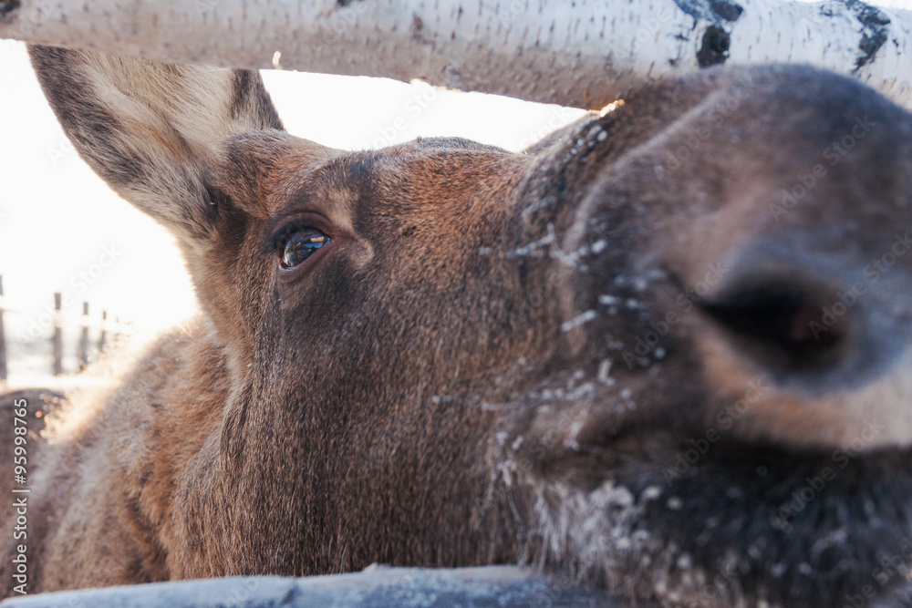 Fototapeta premium Baby moose snout