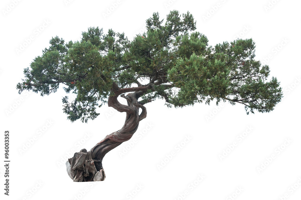 Photography isolated juniper tree