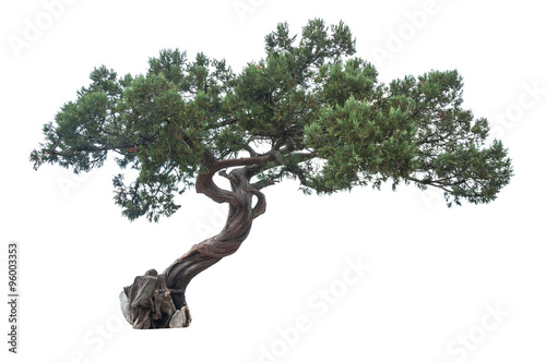 isolated juniper tree photo