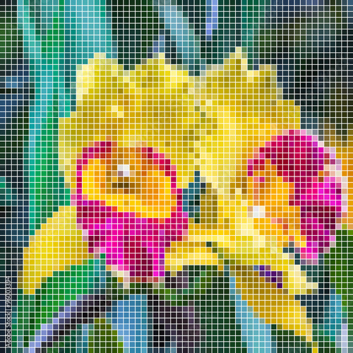 a mosaic of pictures of orchid