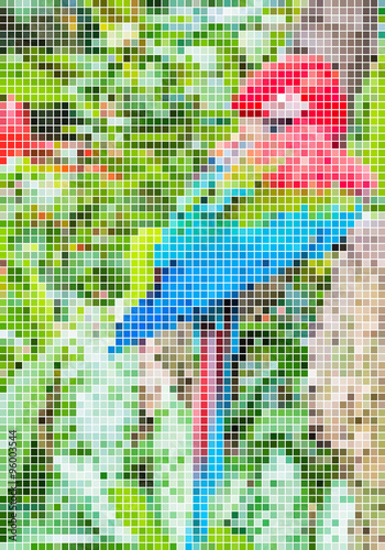 a mosaic of photos of parrot