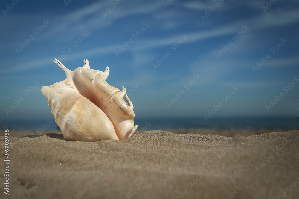 shell on the sand shell on the sand