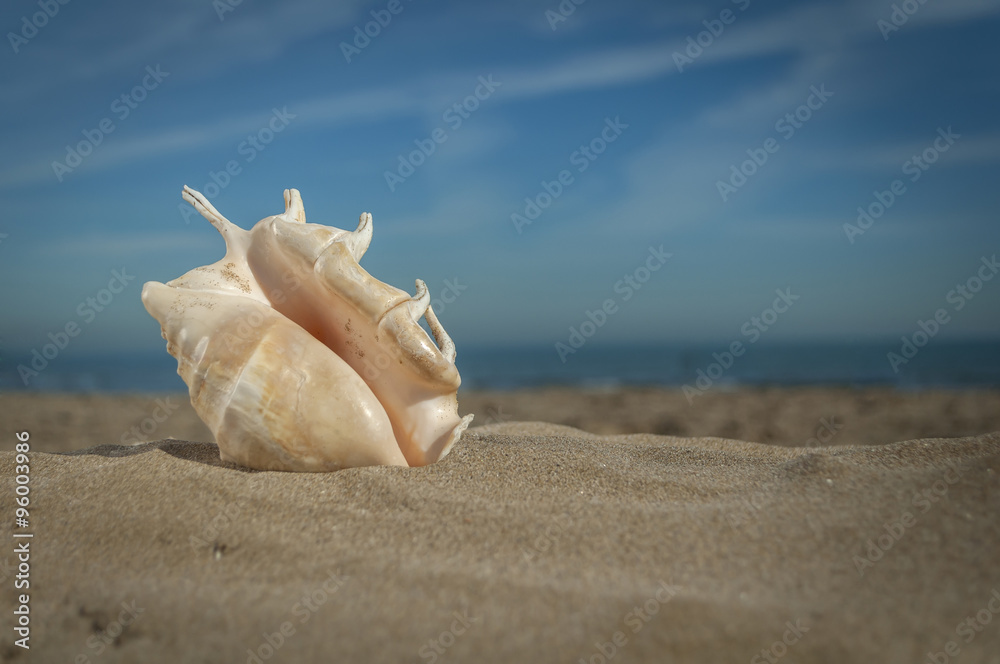 shell on the sand shell on the sand