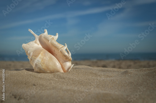 shell on the sand © borispain69