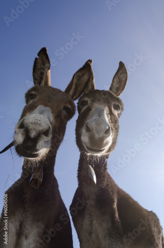 curious pair of donkeys with skies in the background
