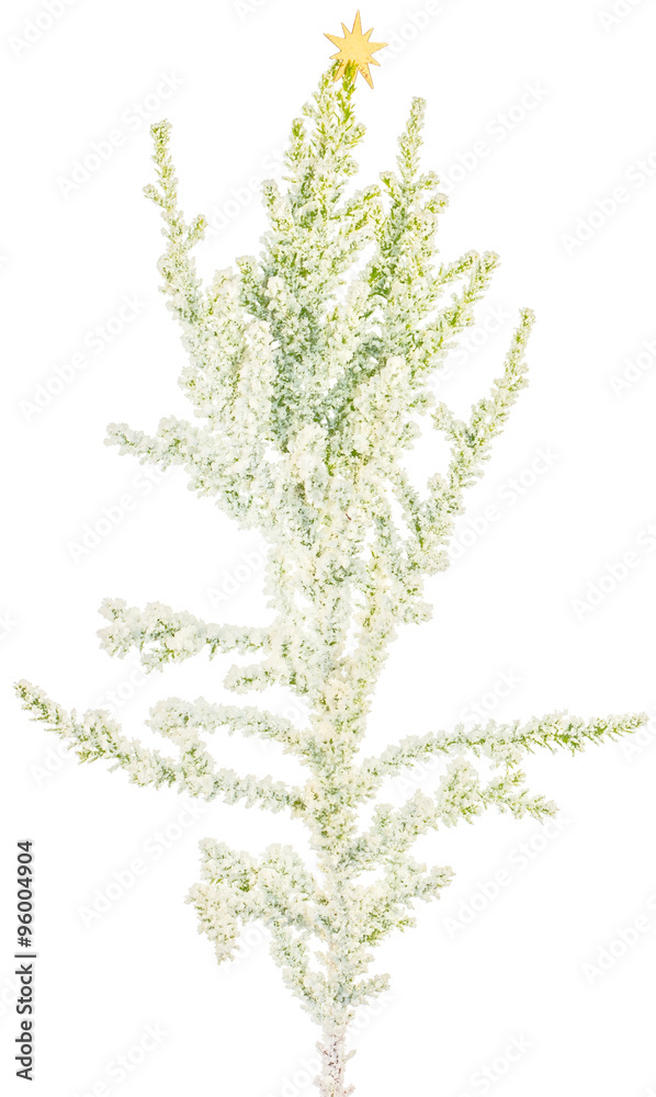mini sapin cyprès, fond blanc mini sapin cyprès, fond blanc