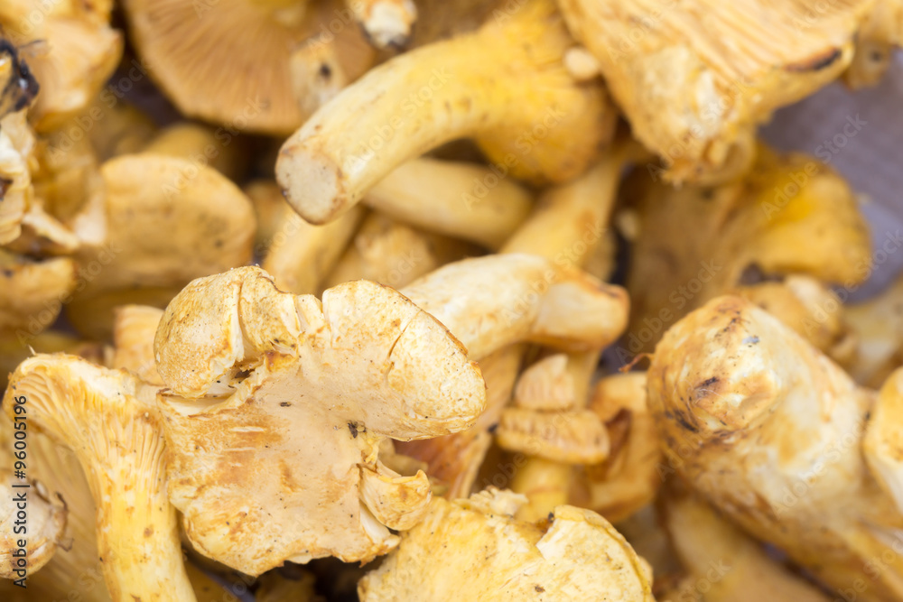 Chantarelles in a Basket Chantarelles in a Basket