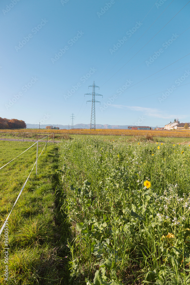 flowers in the field in the fall on a sunny day. space for inscriptions.