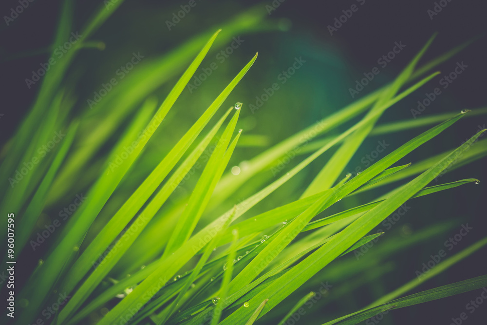 Naklejka premium Spring Morning Grass Retro