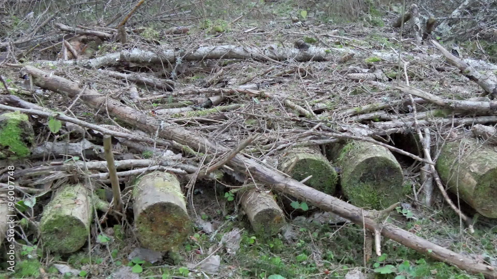 Small logs and twigs on the forest ground. Dried leaves and branches are also found in the ground Small logs and twigs on the forest ground. Dried leaves and branches are also found in the ground