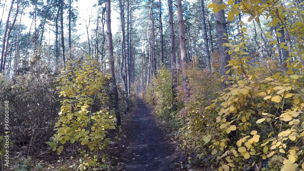 Pov. Walking through autumn forest, steady cam shot. Pov. Walking through autumn forest, steady cam shot.