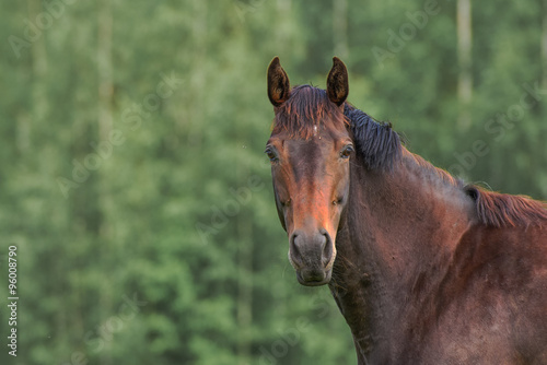 Horse is looking directly at the camera in pasture