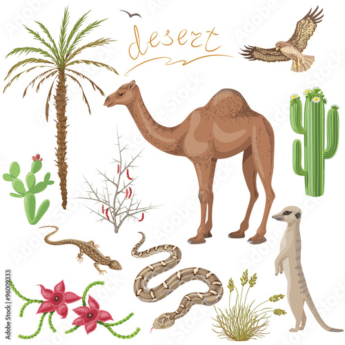 Desert plants and animals set