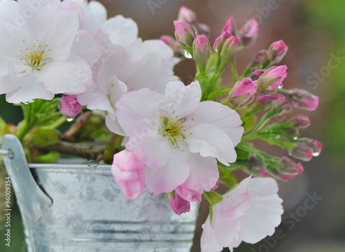 fleurs de cerisier dans pot métal