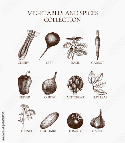 Vintage collection of vintage inking vegetables, herbs and spices sketch. Organic food illustration set