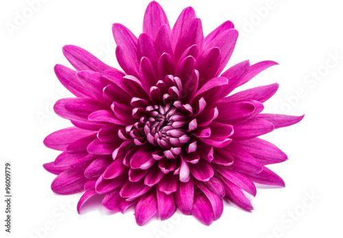 Fototapeta Naklejka Na Ścianę i Meble -  beautiful magenta chrysanthemum
