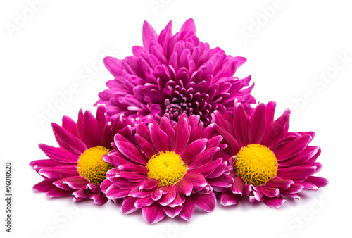 beautiful magenta chrysanthemum