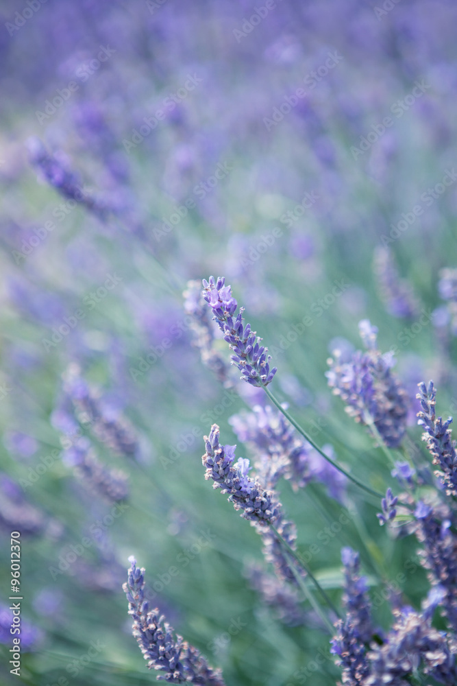 Obraz premium Lavender flowers 
