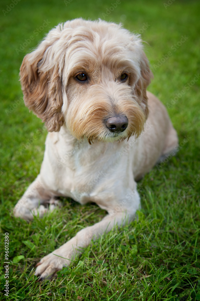 A cockapoo dog lying in the garden