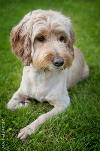 A cockapoo dog lying in the garden