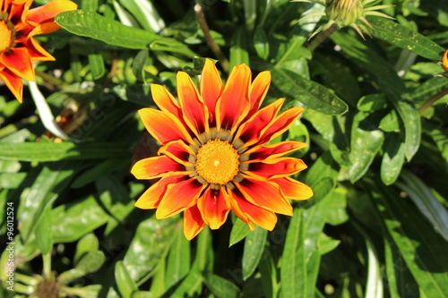 Orange hybrid  Treasure flower  in Munich  Germany. Its scientific name is Gazania Rigens  Kiss Series Orange Flame  and  cultivated as an ornamental garden plant.