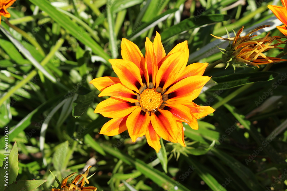 Orange hybrid Orange hybrid