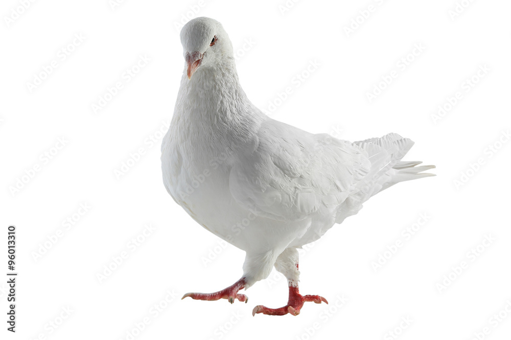 white pigeon