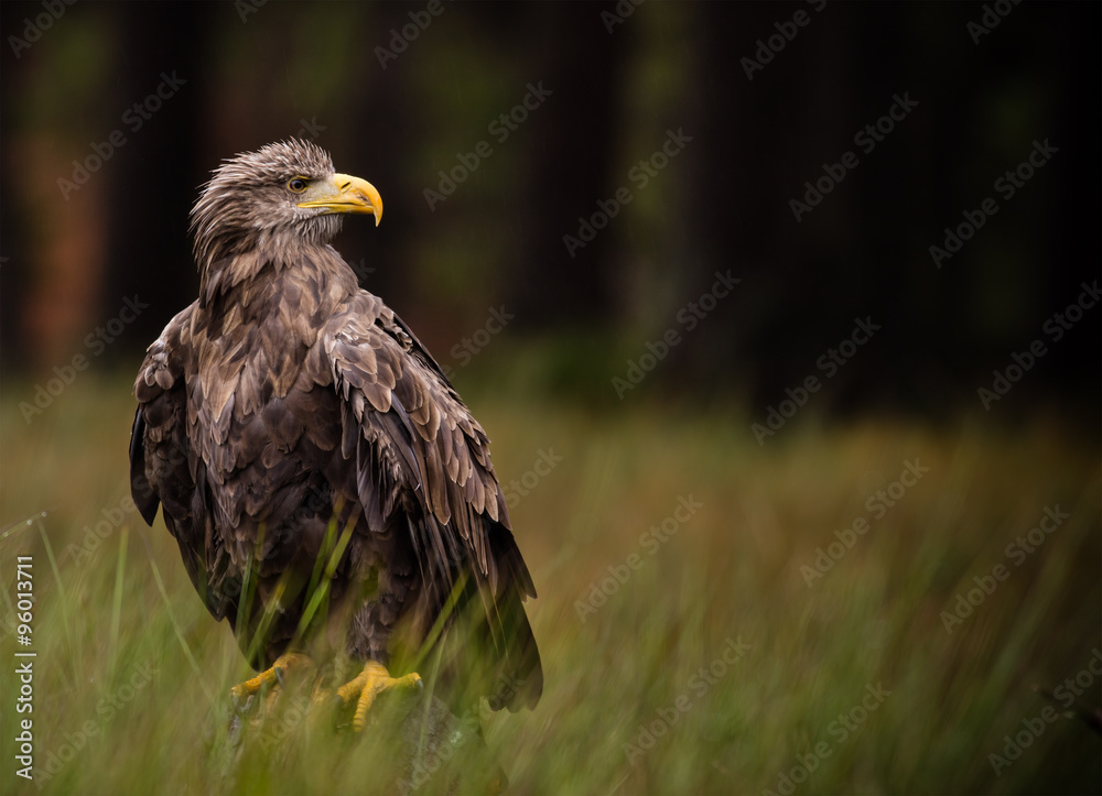 Fototapeta premium White tailed eagle