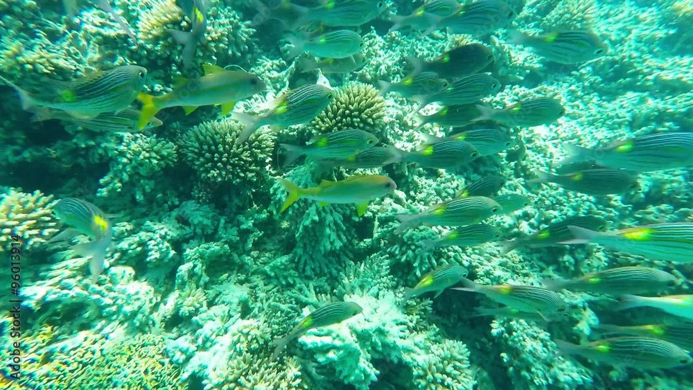 Coral reef with shoal of tropical fishes near Mauritius Island. Coral reef with shoal of tropical fishes near Mauritius Island.