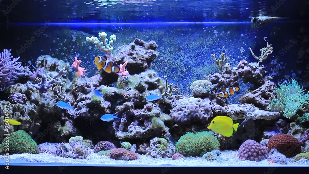 Relaxing Marine Aquarium 