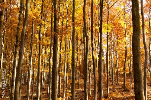 Interior of Autumn Beechen Forest  Sulov Mountains  Slovakia