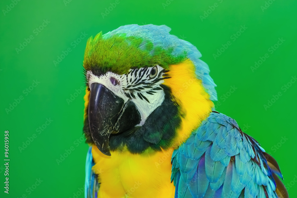 Fototapeta premium The Macaw Parrot