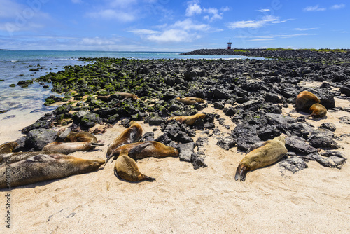 Fur seals at Punta Carola beach, Galapagos islands (Ecuador) photo