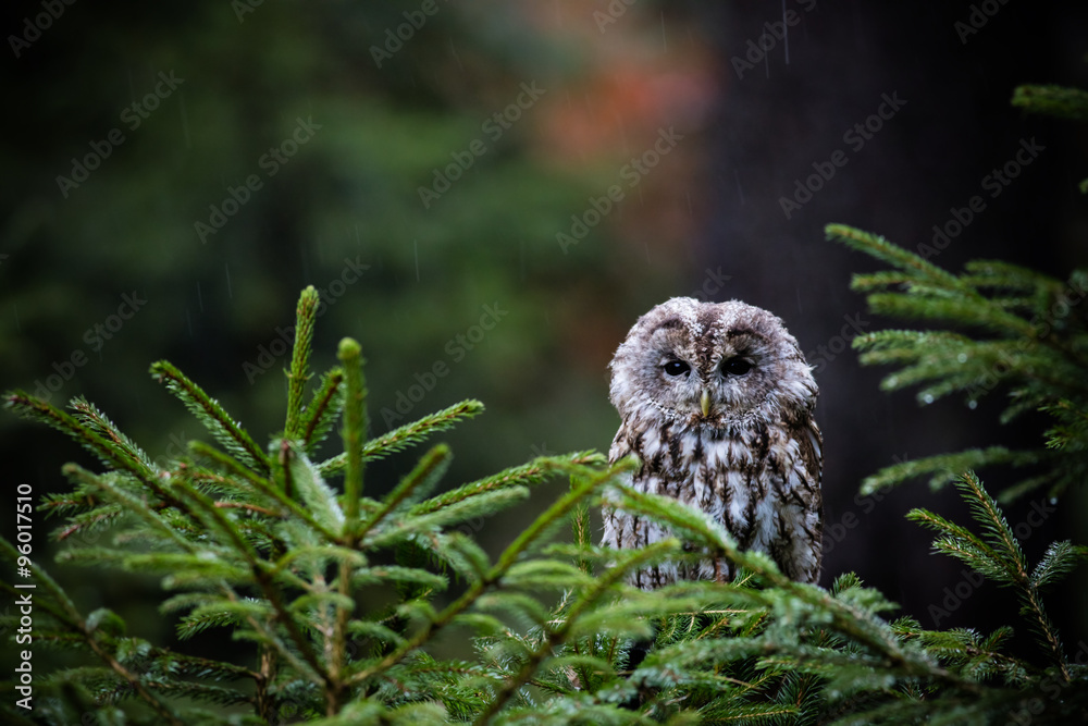 Obraz premium Eurasian Eagle Owl