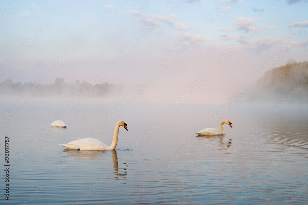 Morgennebel über einem See Morgennebel über einem See