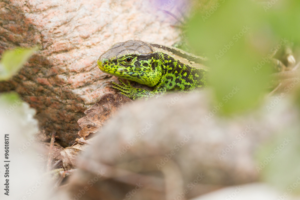 Fototapeta premium Zauneidechse
