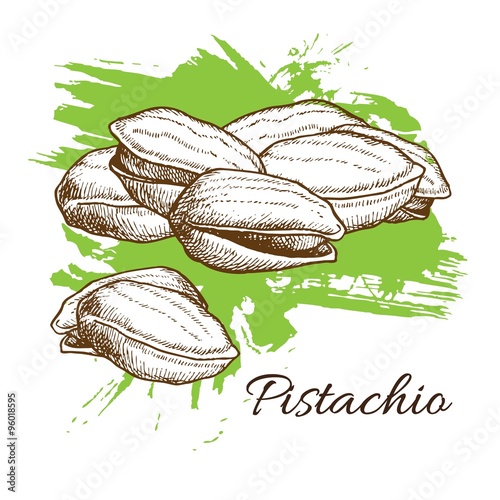 Vector hand drawn Pistachios illustration. Engraved collection