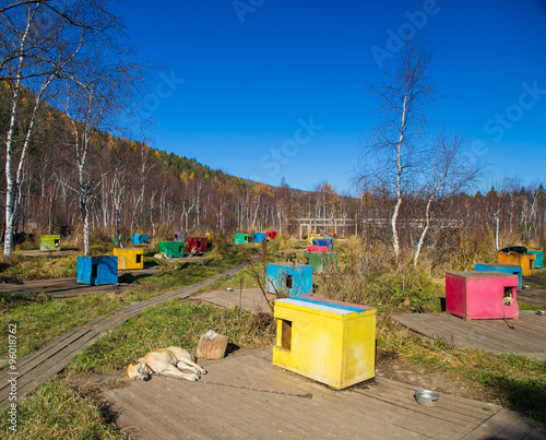 Photography Multicolored booth sled dogs