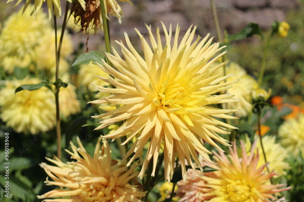 Yellow Yellow