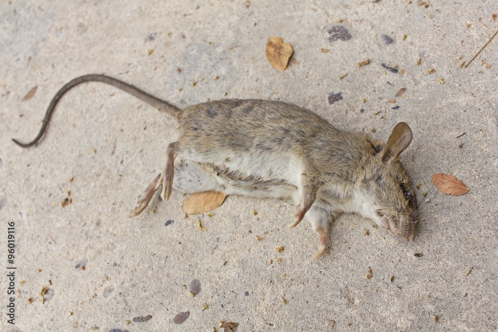 Dead rat on concrete floor
Dead rat on concrete floor