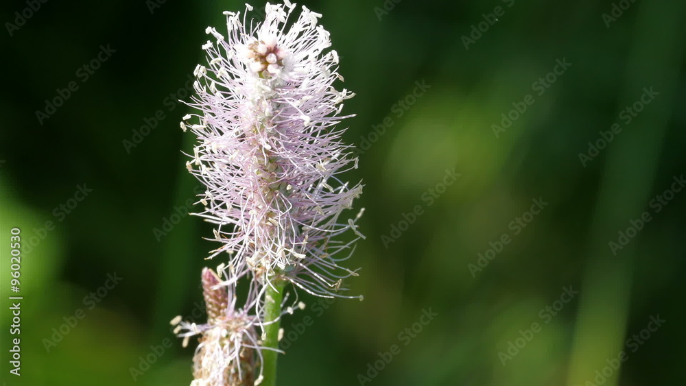 Closer look of the feathery top of the reed. Found on the tip of the stalks of the reed