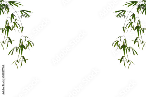 bamboo leaves isolated on white background.