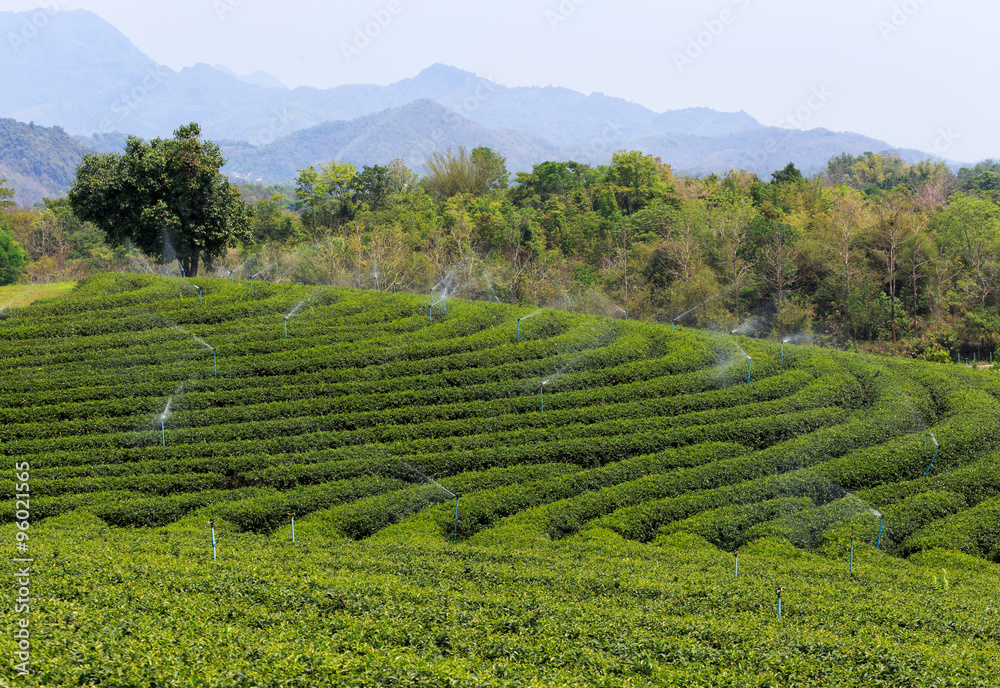 Beautiful fresh green tea plantation