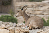 The wild goat Carpa aegagrus (female) at desert of the Negev, Israel